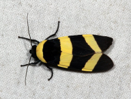moth (Lepidoptera: Arctiidae; French Guiana)